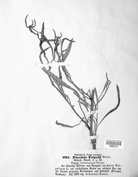 Puccinia cnici-oleracei image